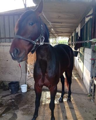 Cavallo da corsa