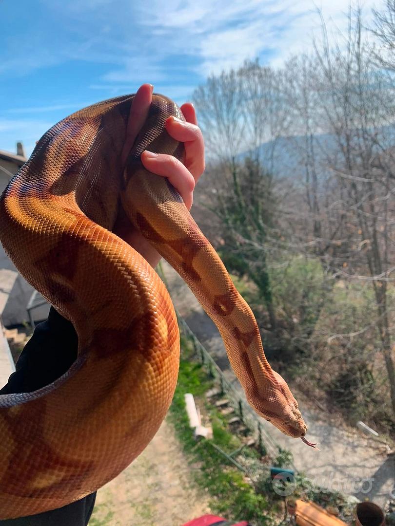 Boa imperator hypo maschio - Animali In vendita a Torino