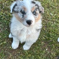 Cuccioli di pastore australiano