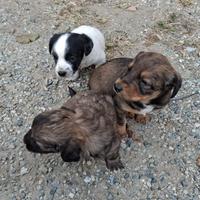 Cagnetti piccoli