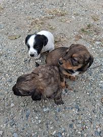 Cagnetti piccoli