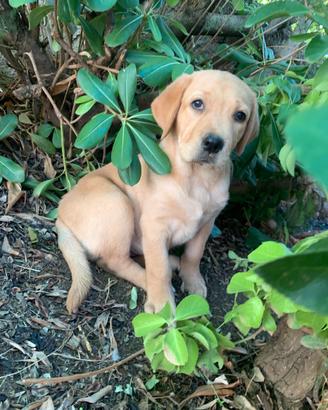 Cucciolo Labrador retriever