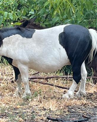 Pony
