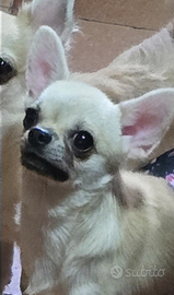 Chihuahua