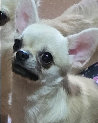 Chihuahua