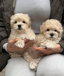 Cucciolo maltipoo toy bianco