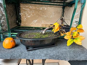 Bonsai faggio
