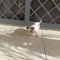 Disponibile adorabile cucciolo tipo Jack Russell/P