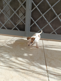 Disponibile adorabile cucciolo tipo Jack Russell/P