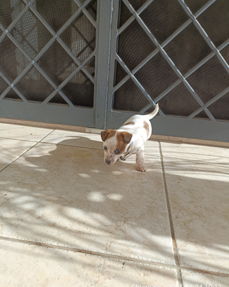 Disponibile adorabile cucciolo tipo Jack Russell/P