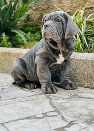 Mastino Napoletano