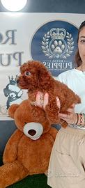 Cuccioli barboncini Toy MiniToy nano a scelta