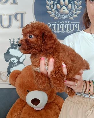 Cuccioli barboncini Toy MiniToy nano a scelta