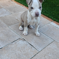 Pitbull Rednose