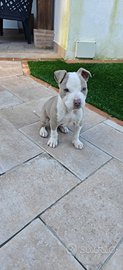 Pitbull Rednose