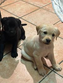 Cuccioli Labrador