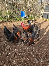Galline marans giovani