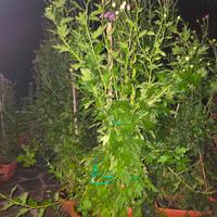 Piante di Crisantemi