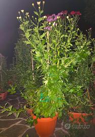 Piante di Crisantemi