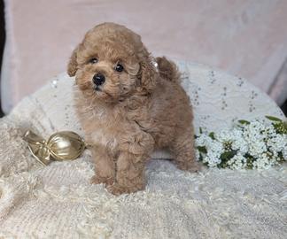 Barboncina Toy albicocca