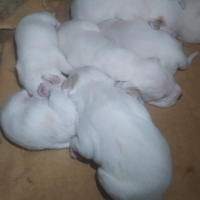 Cuccioli istriani