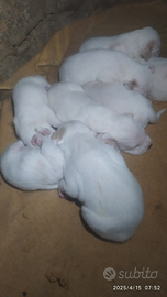 Cuccioli istriani
