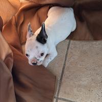 Cucciolo di bulldog francese
