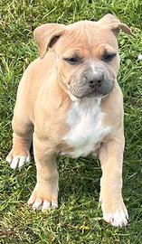 American pitbull terrier UKC