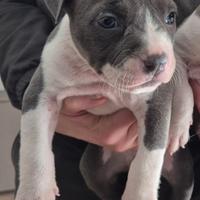 Amstaff blue cuccioli - disponibili dal 10 aprile
