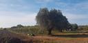 terreno-agricolo-a-lanuvio