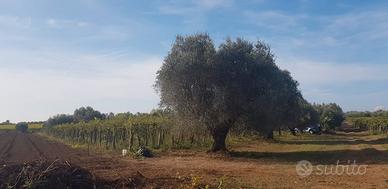 Terreno Agricolo a Lanuvio