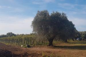 Terreno Agricolo a Lanuvio