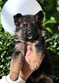 Pastori tedesco con pedigree