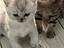 Immagine 5