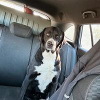 Simil bovaro del Bernese