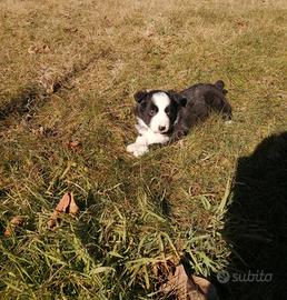 Cuccioli di Border Collie