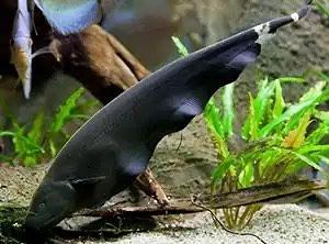 Apteronotus albifrons (pesce fantasma)