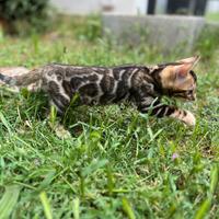 Cucciole di Bengal