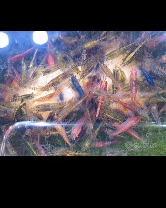 Caridine gamberetti scarti di selezione a 1 euro