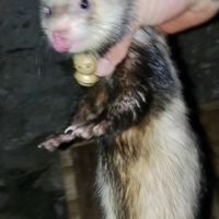 Furetto