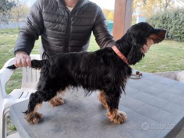 Cocker