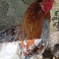 Gallo Araucana