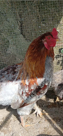 Gallo Araucana