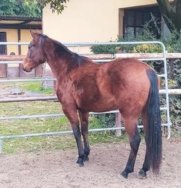 Femmina qh