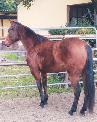 Femmina qh