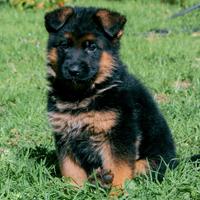 Cuccioli Pastore Tedesco