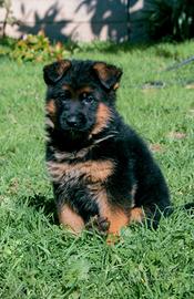 Cuccioli Pastore Tedesco