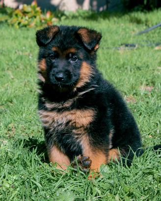 Cuccioli Pastore Tedesco