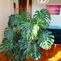 Monstera deliciosa coltivata in terreno Seramis