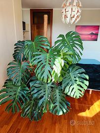 Monstera deliciosa coltivata in terreno Seramis